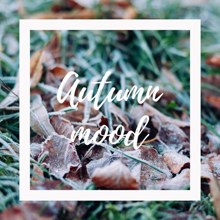 Creative layout with dry autumn leaves on the ground with green grass and white frame. Autumn conceptual square background with greeting message Autumn moodの写真素材
