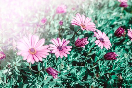 Floral backdrop with pink flowers of osteospermum outdoors. Natural plant background with sunlight and copy space.の写真素材