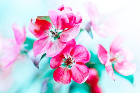 Spring background with blooming bright pink apple tree flowers. Beautiful nature scene with sunlight. Orchard abstract blurred springtime background with copy space. Easter sunny day Moody bold colorsの写真素材