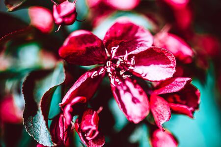 Spring background with blooming bright pink apple tree flowers. Beautiful nature scene with sunlight. Orchard abstract blurred springtime background with copy space. Easter sunny day Moody bold colorsの写真素材