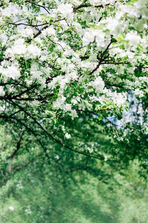 Spring background with blooming white apple tree flowers. Beautiful nature scene with sunlight....
