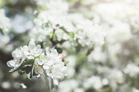 Spring background with blooming white apple tree flowers. Beautiful nature scene with sunlight. Orchard abstract blurred springtime background. Easter sunny day. Toned filtered photoの写真素材