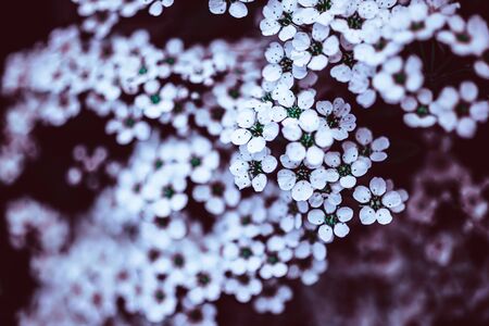 Dark Moody Floral backdrop with white flowers of blooming spiraea branches in garden outdoors purple toned. Natural plant background with copy spaceの写真素材