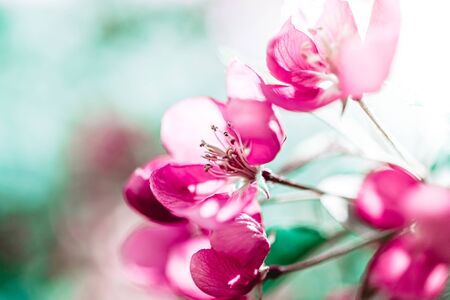 Spring background with blooming bright pink apple tree flowers. Beautiful nature scene with sunlight. Orchard abstract blurred springtime background with copy space. Easter sunny day Moody bold colorsの写真素材