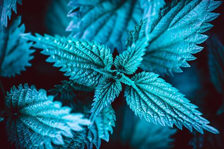 Green nettle plant botanical natural background. Fresh herbal backdrop with copy space