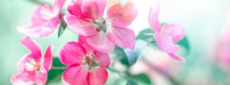 Spring background with blooming bright pink apple tree flowers. Beautiful nature scene with sunlight. Orchard abstract blurred springtime background with copy space. Easter sunny day Moody bold colorsの写真素材