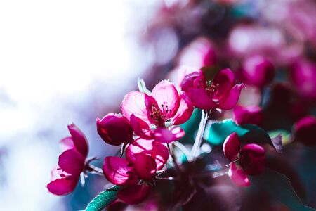 Spring background with blooming bright pink apple tree flowers. Beautiful nature scene with...