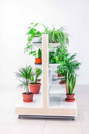Green potted houseplants home decoration on white background. Home gardening concept. Indoor garden in bright light scandinavian styleの写真素材