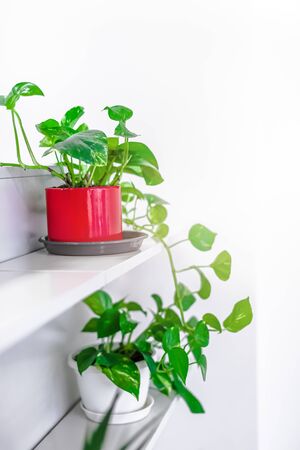 Green potted houseplants home decoration on white background. Home gardening concept. Indoor garden in bright light scandinavian styleの写真素材