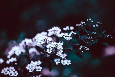 Dark Moody Floral backdrop with white flowers of blooming spiraea branches in garden outdoors purple toned. Natural plant background with copy spaceの写真素材
