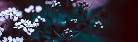 Dark Moody Floral backdrop with white flowers of blooming spiraea branches in garden outdoors purple toned. Natural plant background with copy space. Long wide bannerの写真素材