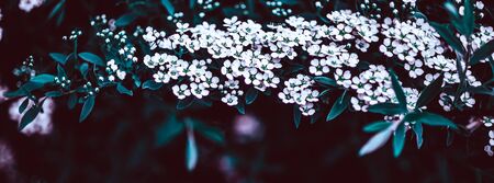 Dark Moody Floral backdrop with white flowers of blooming spiraea branches in garden outdoors purple toned. Natural plant background with copy space. Long wide bannerの写真素材