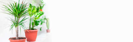 Green potted houseplants home decoration on white background. Home gardening concept. Indoor garden in bright light scandinavian styleの写真素材