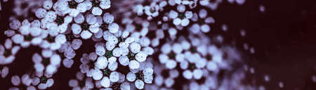 Dark Moody Floral backdrop with white flowers of blooming spiraea branches in garden outdoors purple...