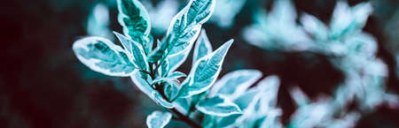 Green plant botanical natural background. Fresh herbal backdrop with copy space. Long wide bannerの写真素材