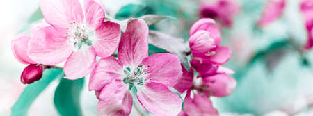 Spring background with blooming bright pink apple tree flowers. Beautiful nature scene with...