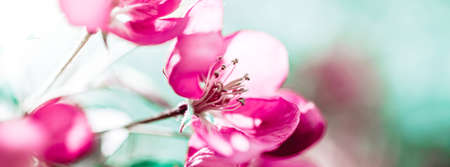 Spring background with blooming bright pink apple tree flowers. Beautiful nature scene with sunlight. Orchard abstract blurred springtime background with copy space. Easter sunny day Moody bold colorsの写真素材