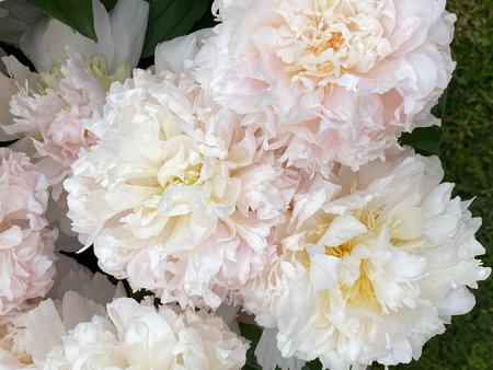 Soft pink and white peony flowers in full bloom with lush petals and subtle greeneryの写真素材
