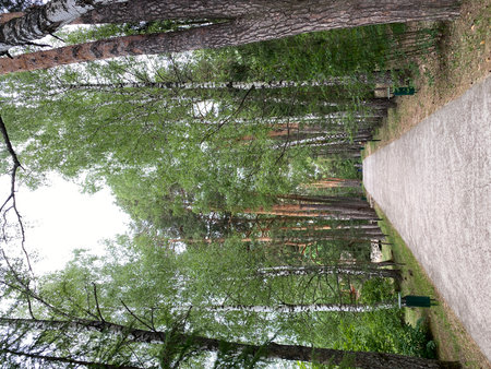 Pathway through a lush green forest with tall trees and dappled sunlight, ideal background sceneの写真素材