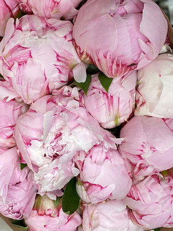 Pink peonies tightly bunched together, showcasing vibrant petals and lush green leavesの写真素材