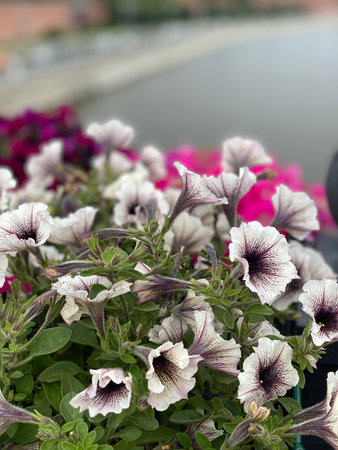 Petunias with purple centers in full bloom by a riverside settingの写真素材