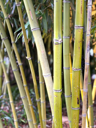Bamboo stalks close-up in natural outdoor setting showing texture and growth conceptの写真素材