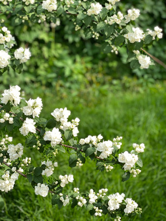 White jasmine flowers among lush green leaves create a fresh summer garden backgroundの写真素材