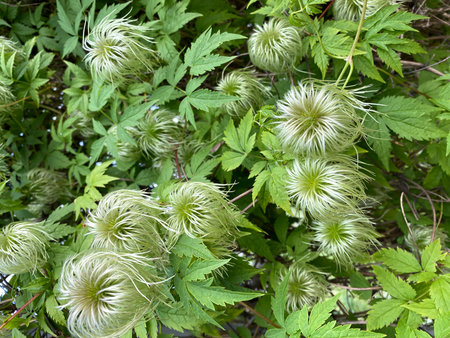 Clematis seed heads on a lush green vine creating a textured and intricate natural backgroundの写真素材