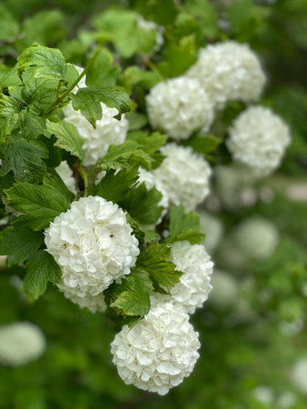 White snowball flowers with lush green leaves, perfect for spring and nature backgroundsの写真素材