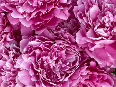 Pink peony flowers in full bloom, close-up view, perfect as a floral backgroundの写真素材