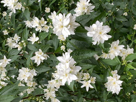White jasmine flowers blooming among lush green leaves, perfect for floral background useの写真素材