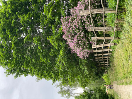 Pathway through lush green forest with blooming purple flowers and rustic wooden fence backgroundの写真素材