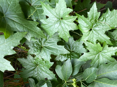 Green maple leaves forming a lush background in a natural outdoor settingの写真素材