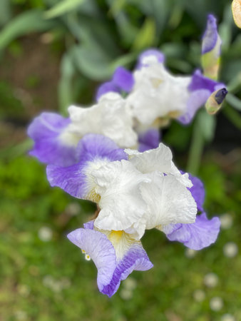 Purple and white iris flowers in bloom with green foliage, suitable for spring backgroundの写真素材
