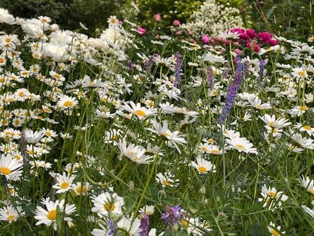 Daisies blooming in lush summer garden with vibrant flowers and greenery, perfect for backgroundの写真素材