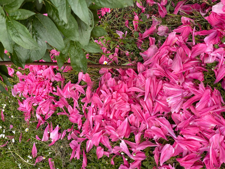 Pink lily petals scattered on grass with green leaves. Natural background and floral conceptの写真素材