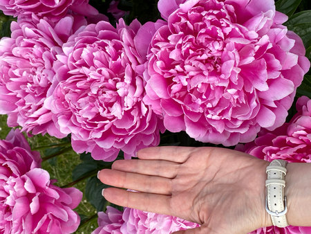 Pink peonies and human hand showcasing flower size against green foliage in natural settingの写真素材