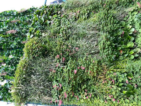 Vertical garden with lush greenery and diverse plant species, suitable as natural backgroundの写真素材