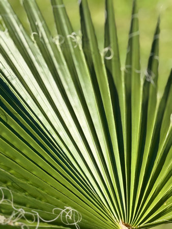 Closeup of a green palm leaf with visible texture and natural abstract pattern background. Mobile photoの写真素材
