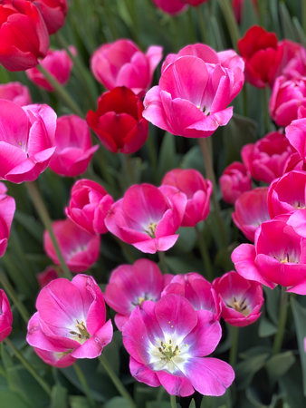 Pink tulips blooming among greenery with a few red blossoms in vibrant spring garden backdrop....