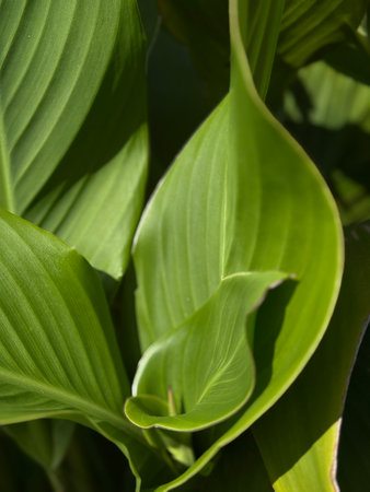 Green leaves close-up with sunlight and shadows, creating a natural texture and pattern. Mobile...