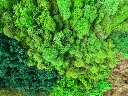 Green moss texture background showing various shades and textures of lush natural growth. Mobile photoの写真素材