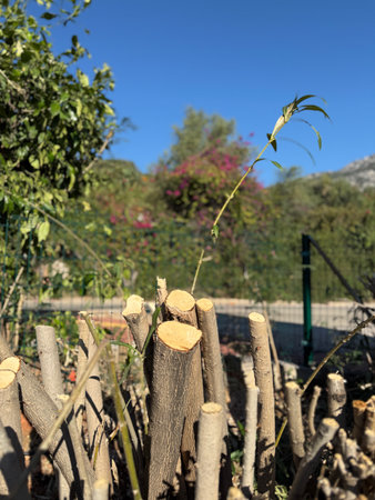 Cut tree branches with clear sky and greenery in background. Mobile photo