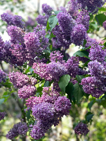 Lilac flowers in full bloom on bush with green leaves, suitable for nature-themed background. Mobile...