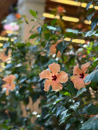 Hibiscus flowers in lush garden setting with green leaves; nature background. Mobile photo