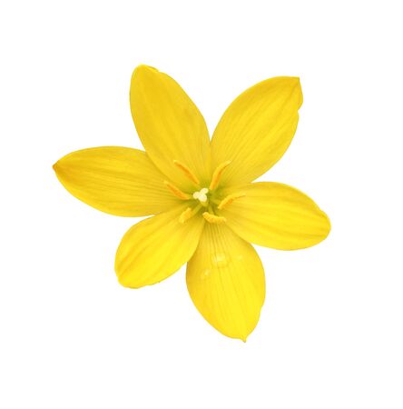 yellow flower isolated on white background withの写真素材