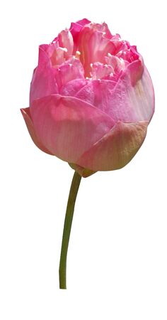 exotic pink beautiful nelumbo fresh lotus buddism peaceful love isolated white background withの写真素材