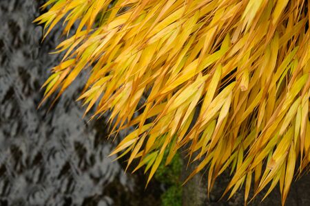 yellow bamboo leaves decoration japanese garden style. black brick background in botanicの写真素材