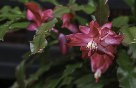fresh pink petal flower blooming. Long red stigma and white pollen with green leaves.の写真素材