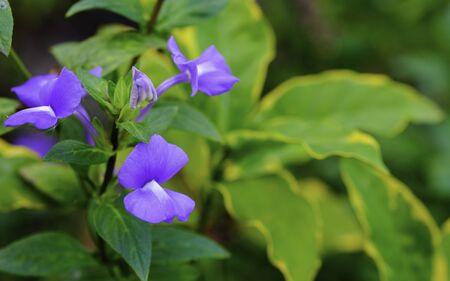 Bouquet Blue Hawaii fresh violet flower with green and yellow leaves in botanic gardenの写真素材